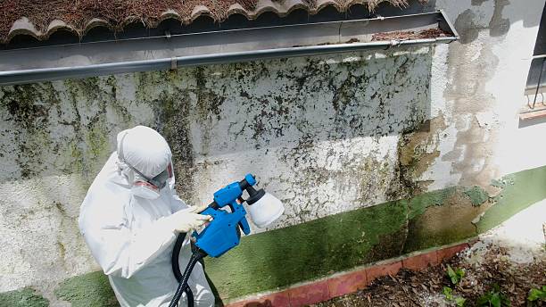 Trusted Black Mold Removal service in Manns Choice, PA - Cheap Mold Removal